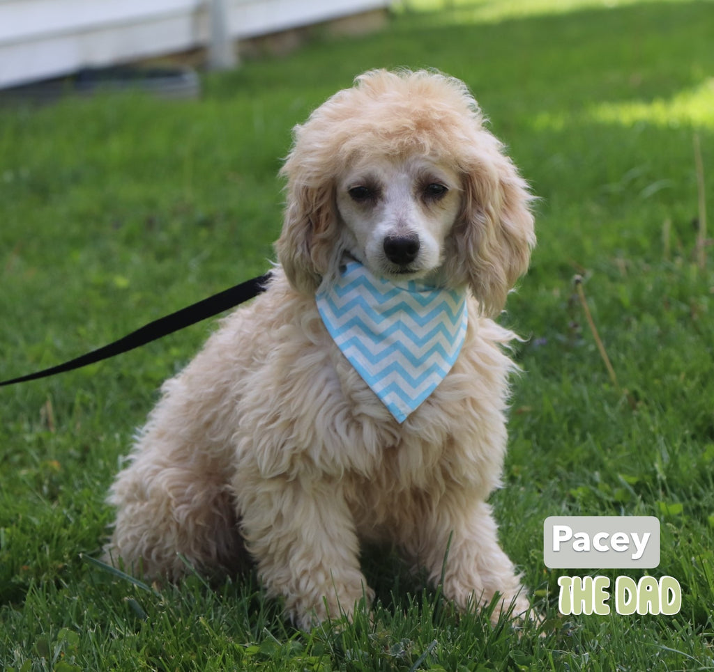 Roscoe - Available 12/31