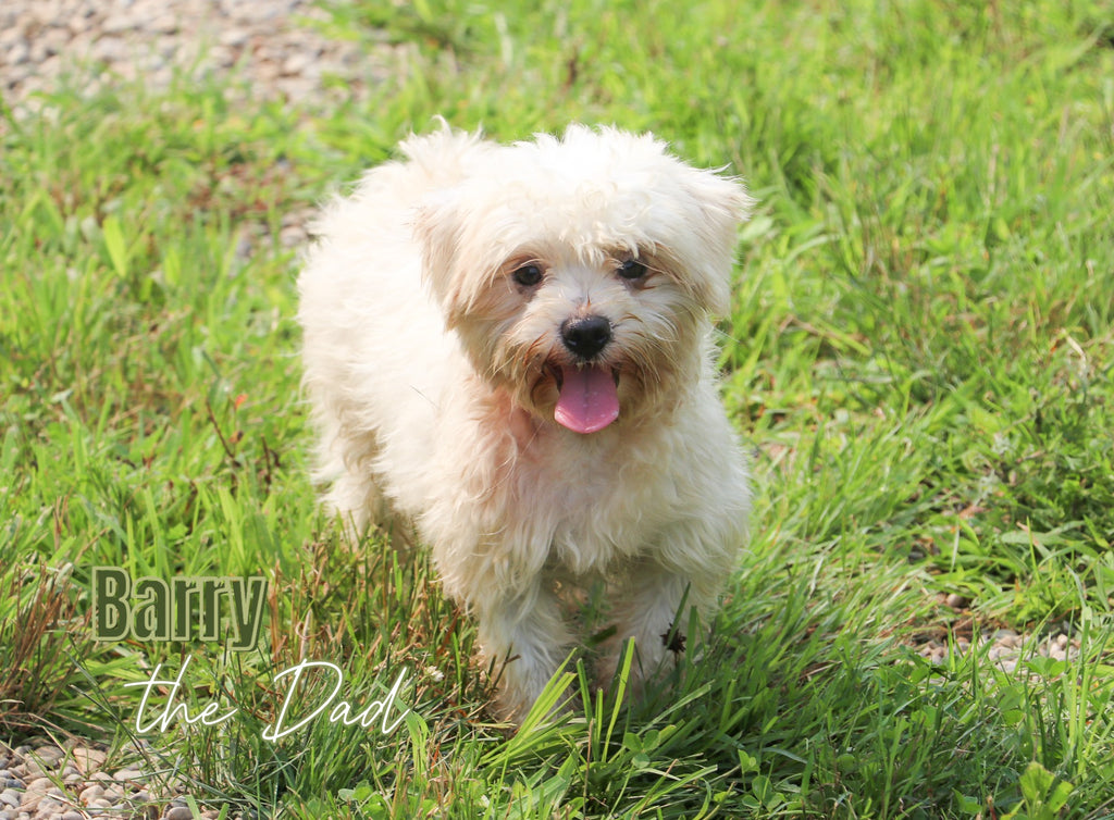 Peter - Available 12/31