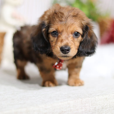 Maurice - Available Now