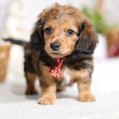 Maurice - Available Now