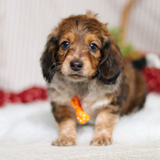 Milton - Available Now