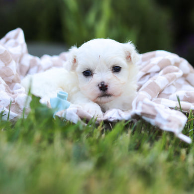 Monty - Available 6/18