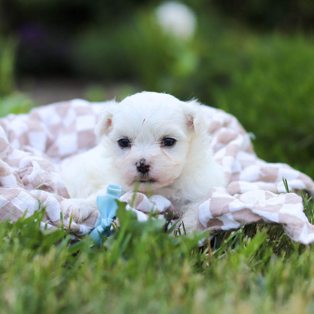 Monty - Available 6/18