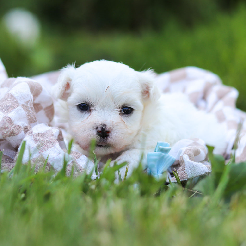 Monty - Available 6/18