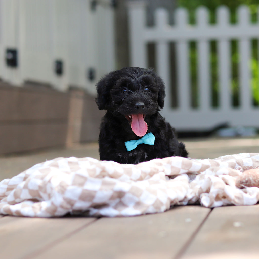 Casey - Available 5/28