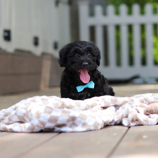 Casey - Available 5/28