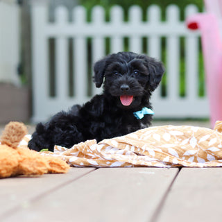 Casey - Available 5/28