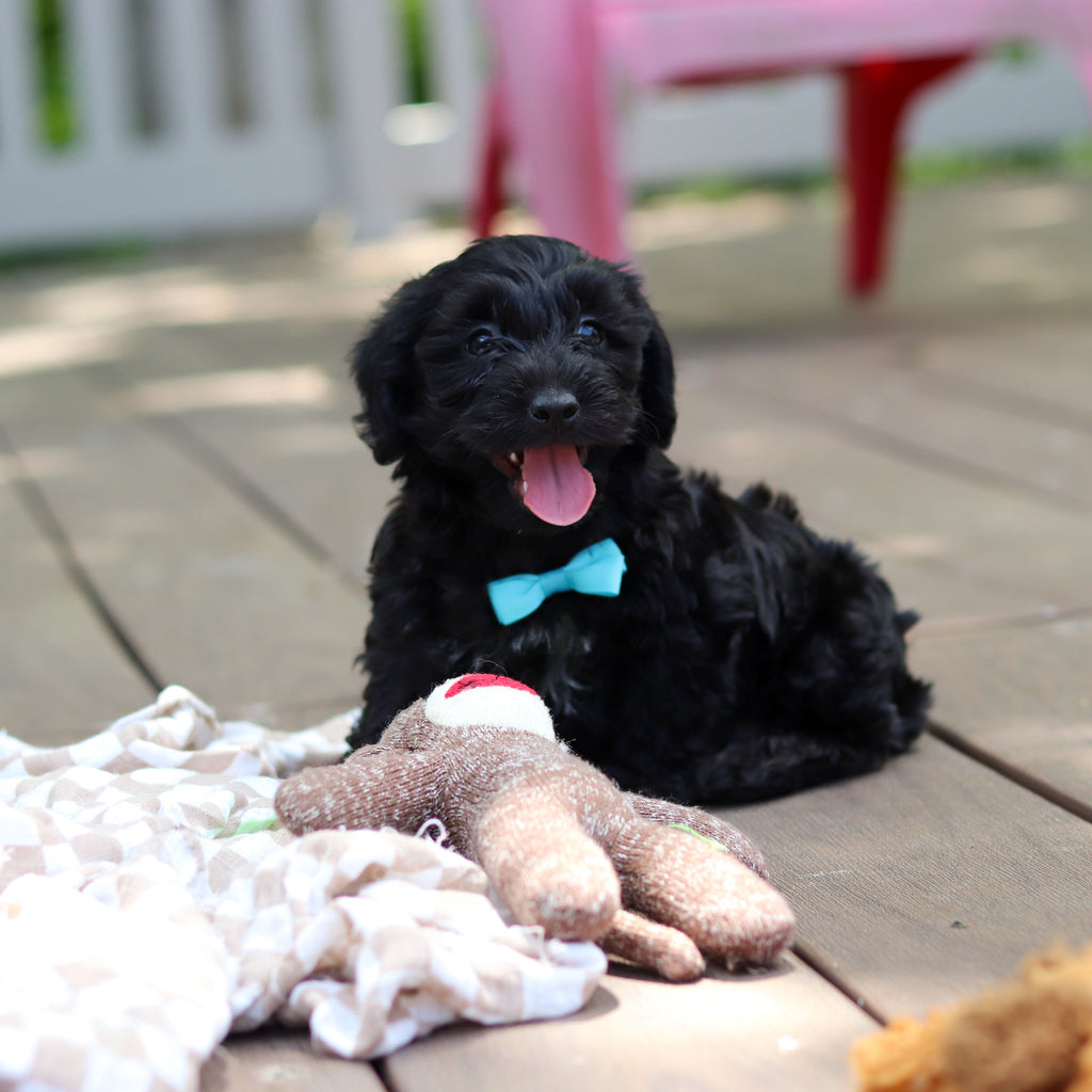 Casey - Available 5/28