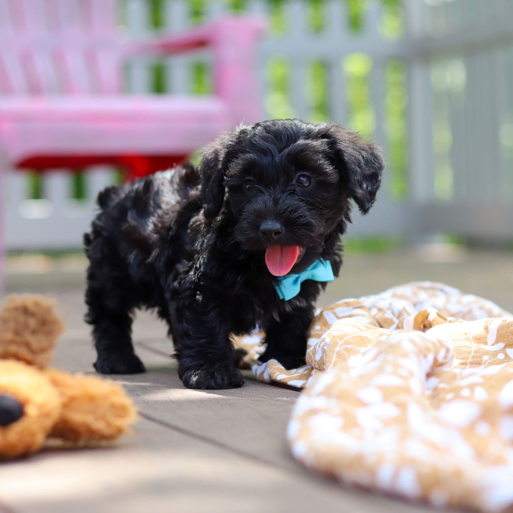 Casey - Available 5/28