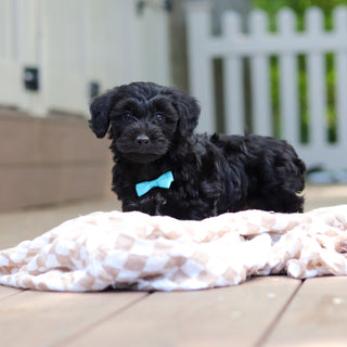 Casey - Available 5/28