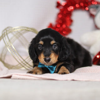 Boots - Available Now