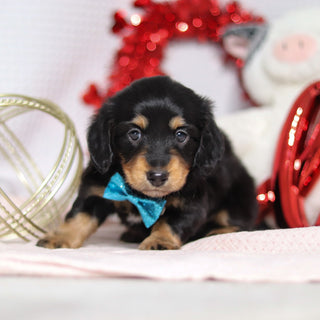 Boots - Available Now