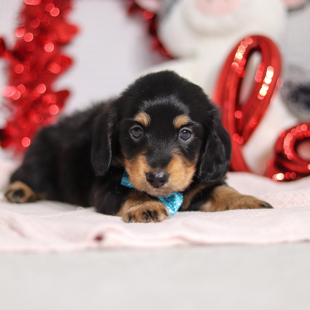 Boots - Available Now