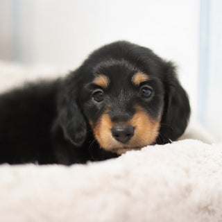 Boots - Available Now