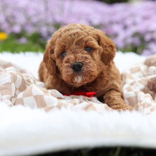 Archer - Available 5/21