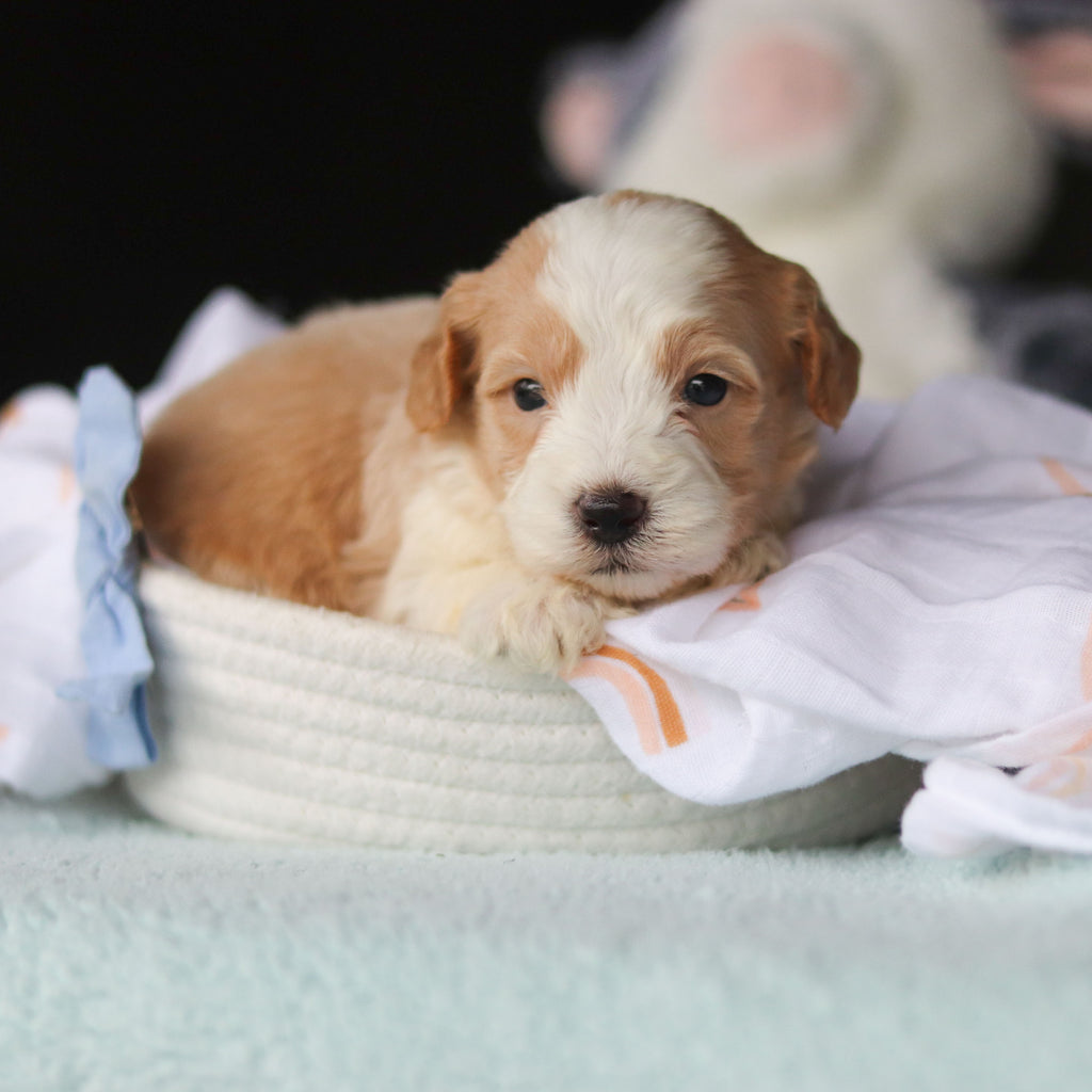 Jace - Available 10/29