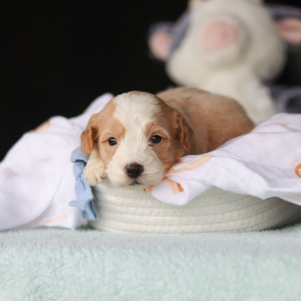 Jace - Available 10/29