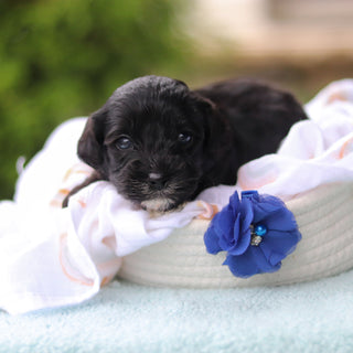 Jagger - Available 10/29
