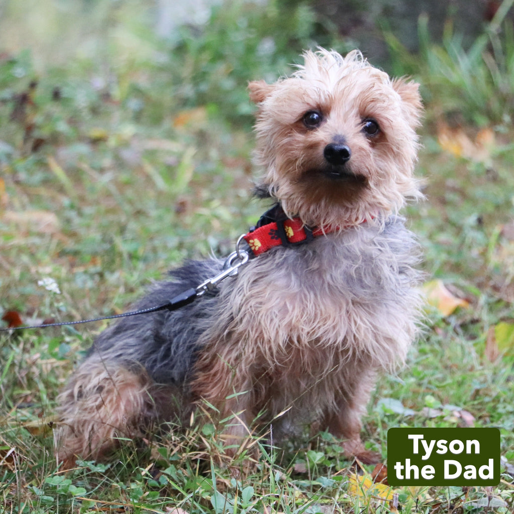 Wanda - Available 12/17