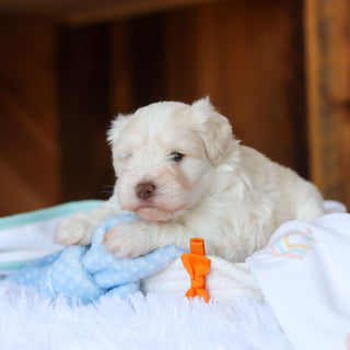 Chandler - Available 6/18