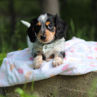 Dexter - Available 6/5