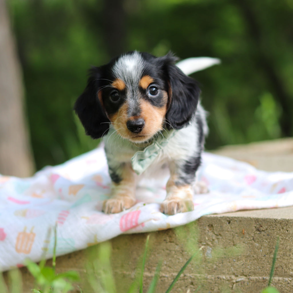 Dexter - Available 6/5