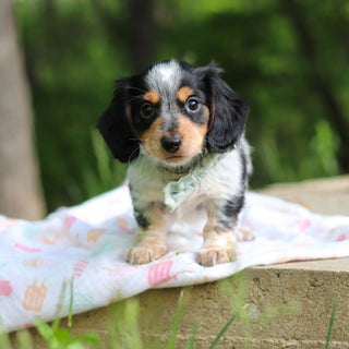 Dexter - Available 6/5