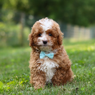 Keegan - Available 7/23