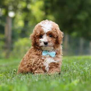Keegan - Available 7/23