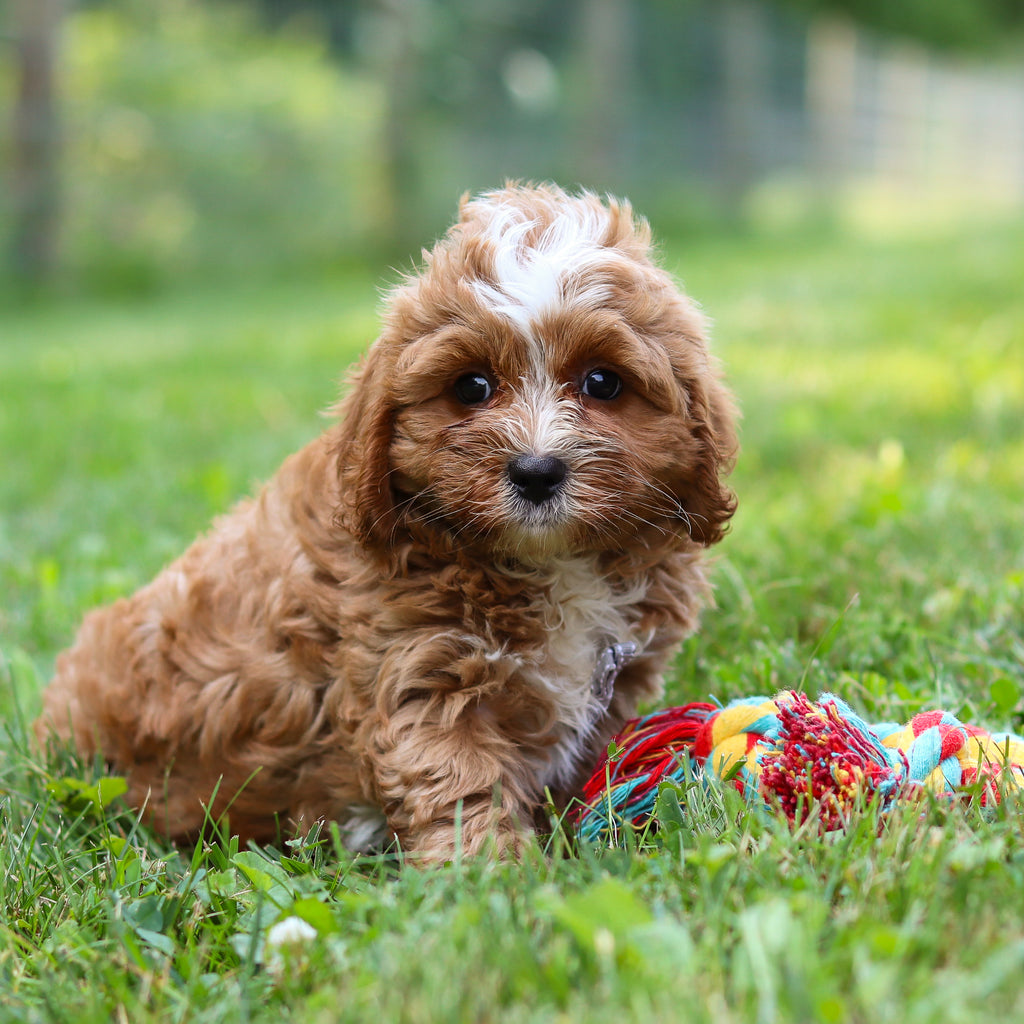 Kingsley - Available 7/23