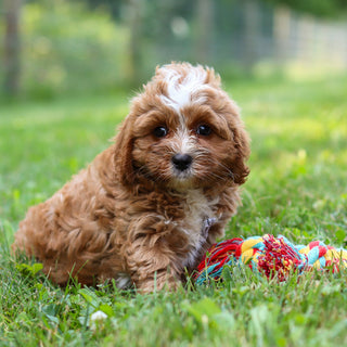 Kingsley - Available 7/23