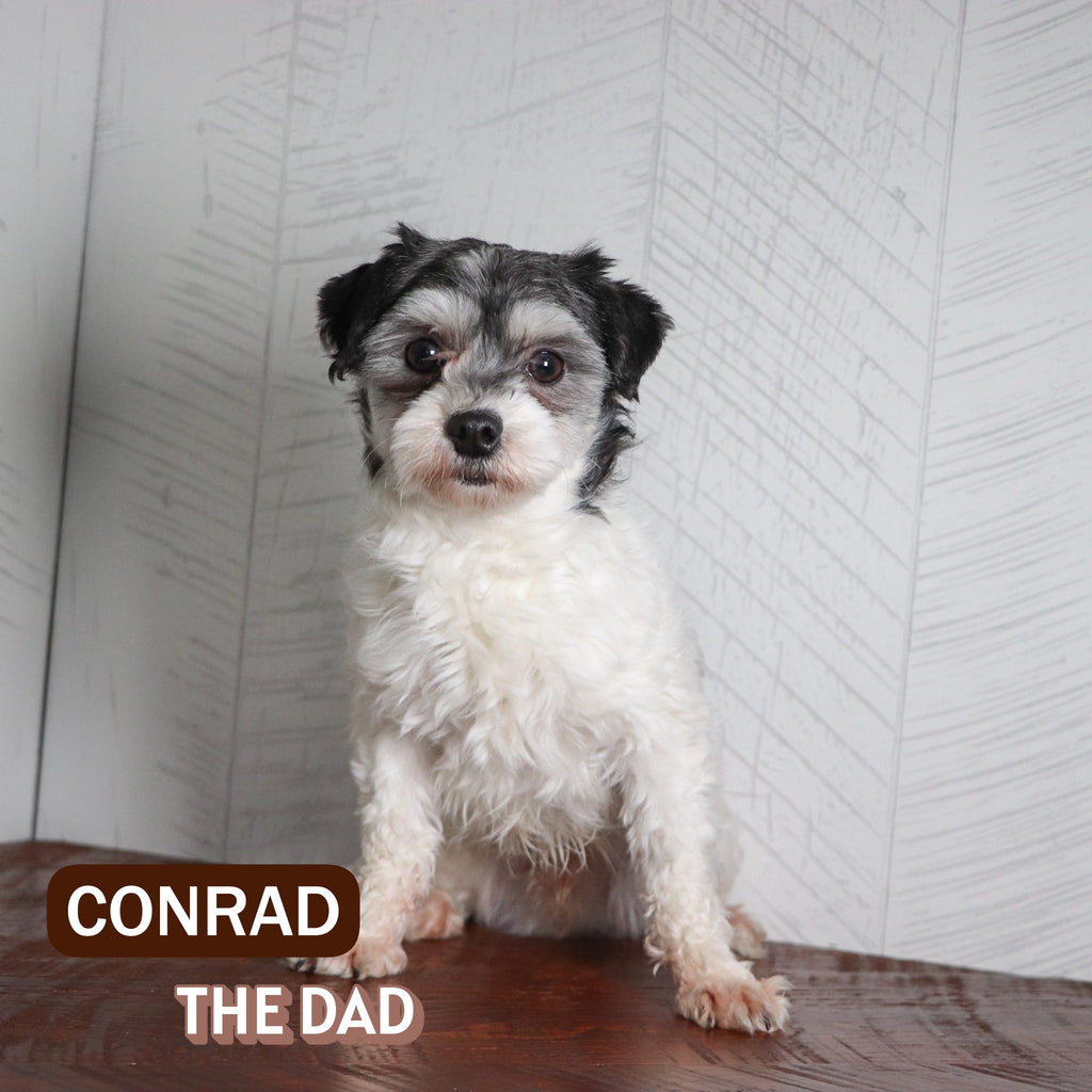 Abbie - Available 1/7