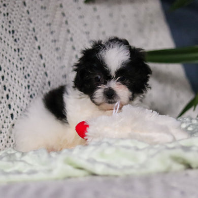 Titan - Available 4/9