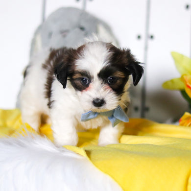 Riggins - Available 4/23