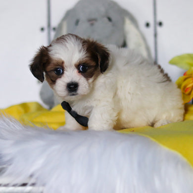 Ryder - Available 4/23