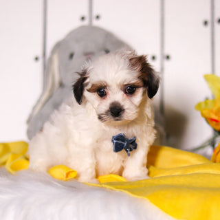 Rhino - Available 4/23