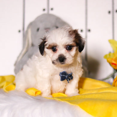 Rhino - Available 4/23