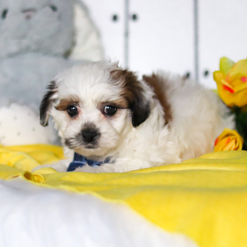 Rhino - Available 4/23