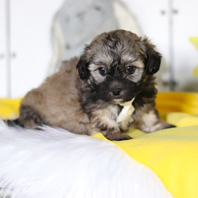 Rory - Available 4/23