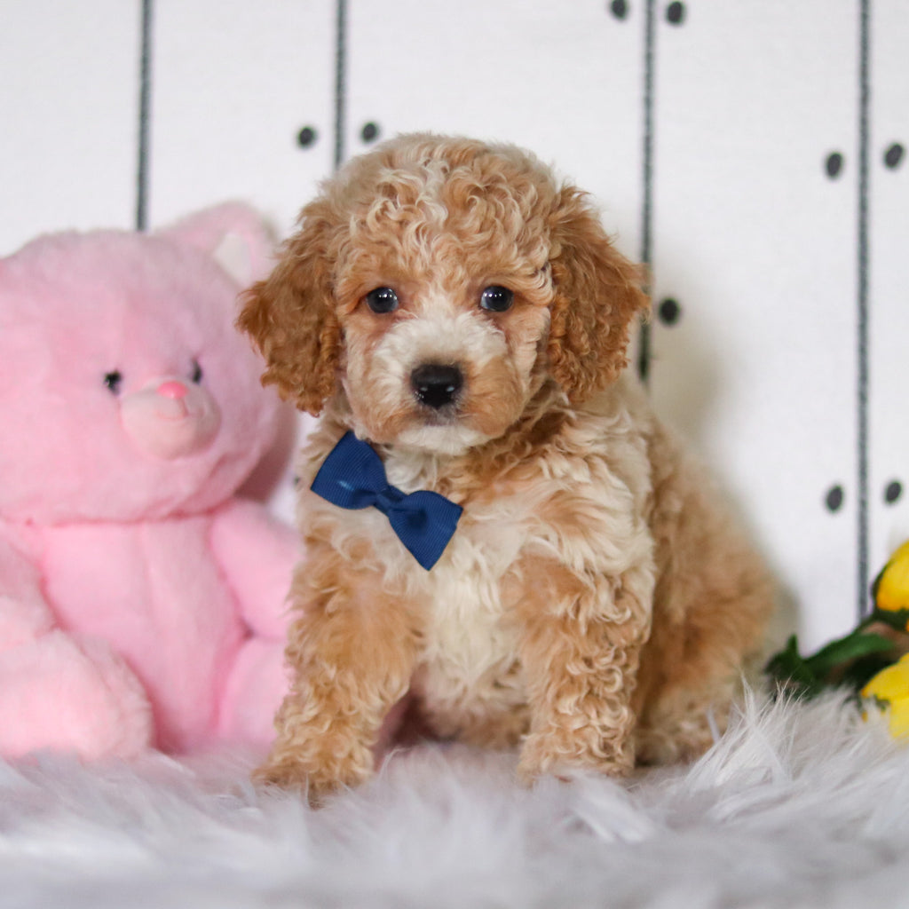 Reed - Available 4/23