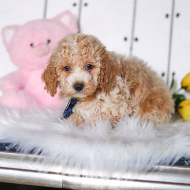 Reed - Available 4/23