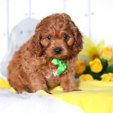 Henry - Available 4/23