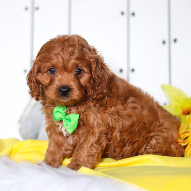 Henry - Available 4/23