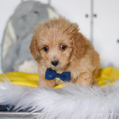 River - Available 4/23