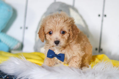 River - Available 4/23