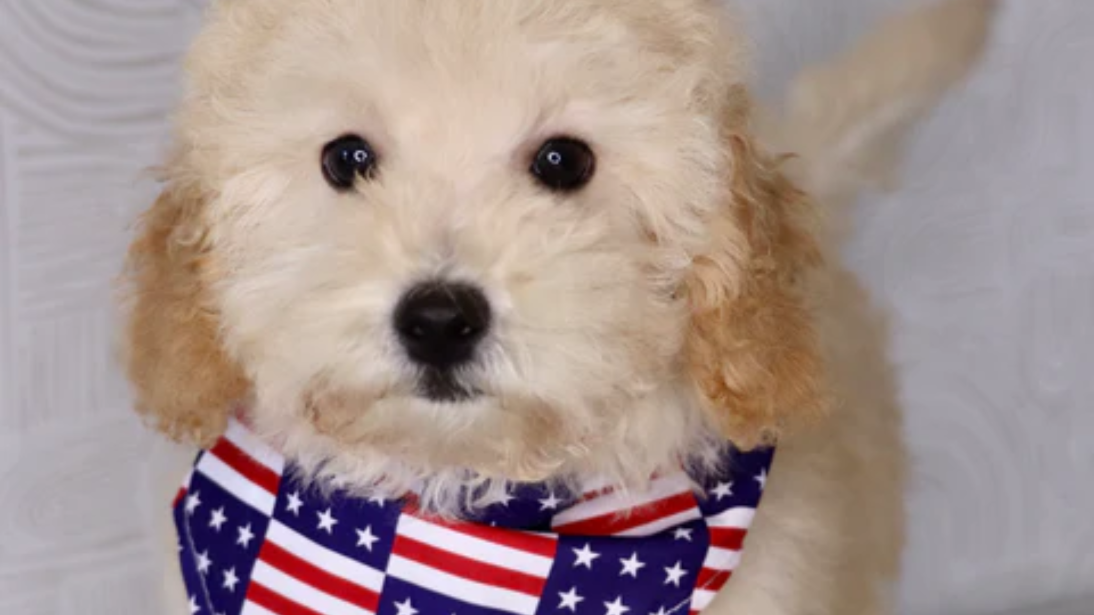 Maltipoo Puppy