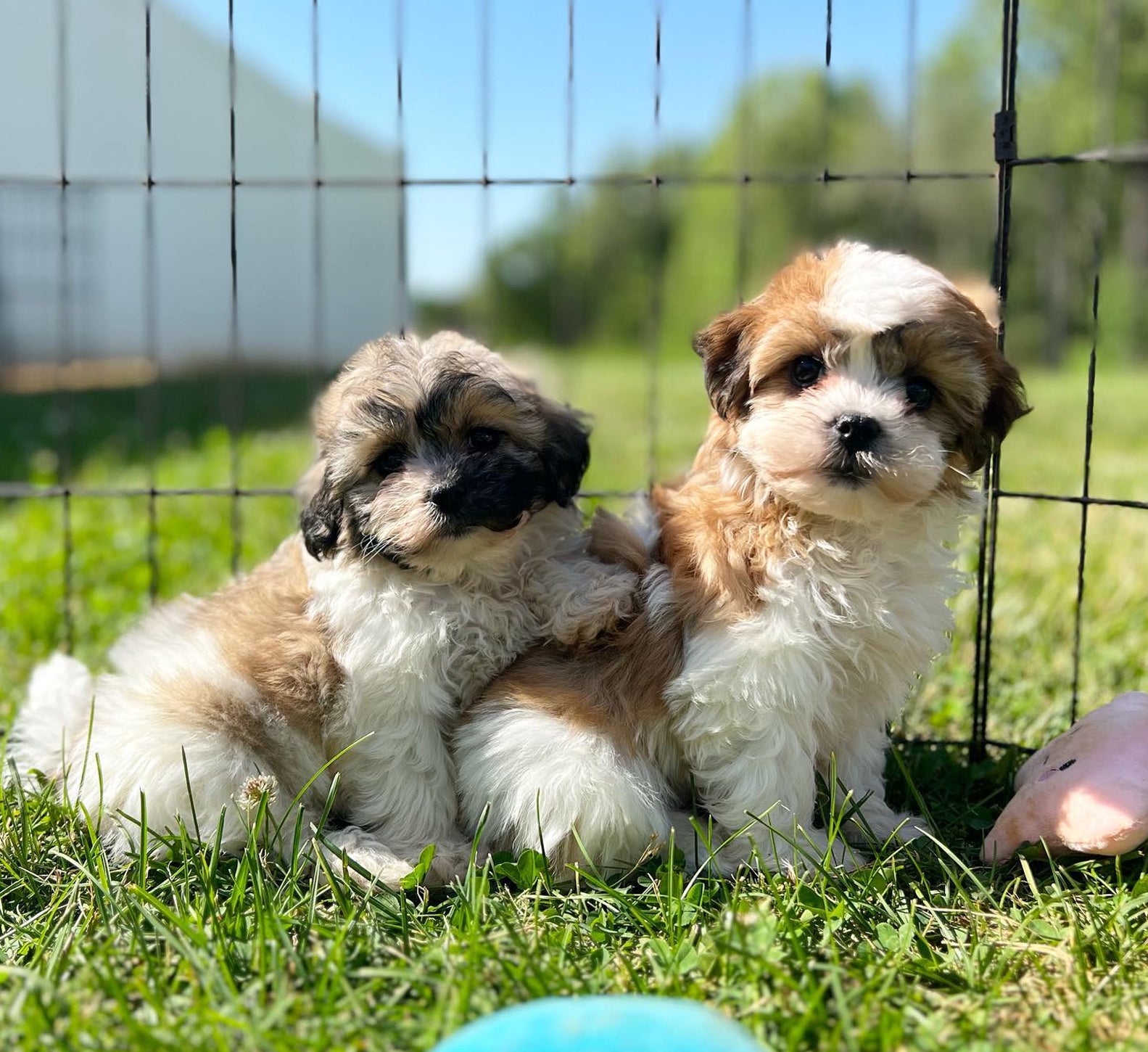 designer breed puppies for every home