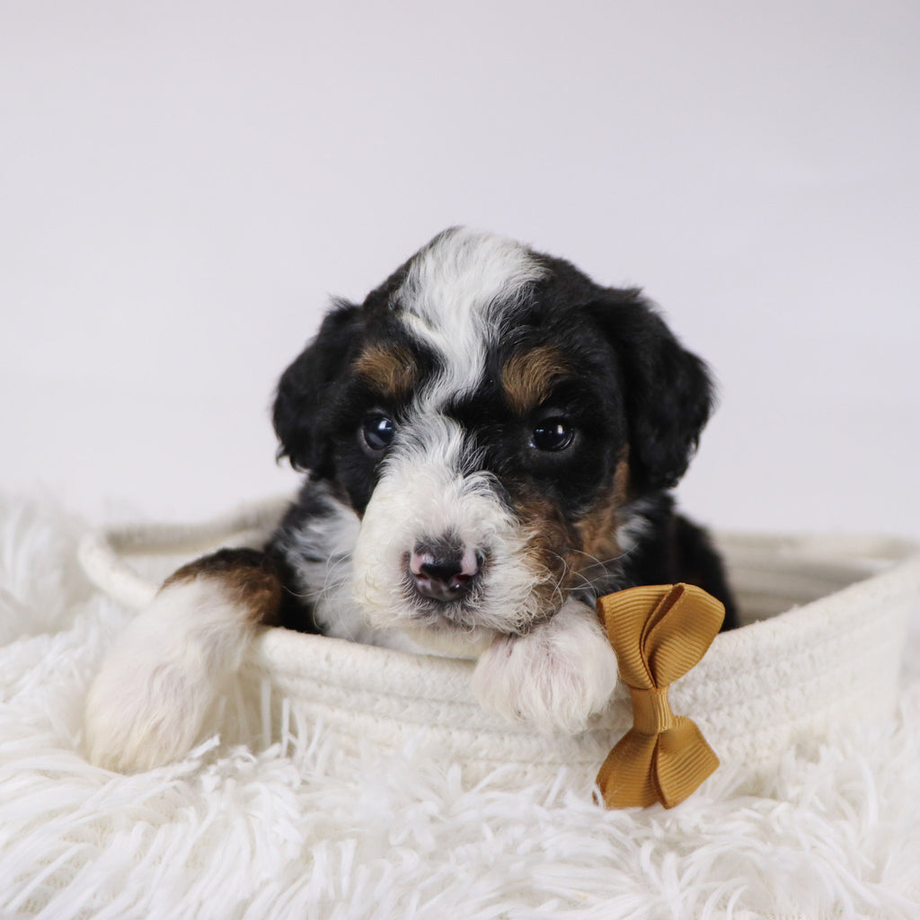 Winston - Available 12/17