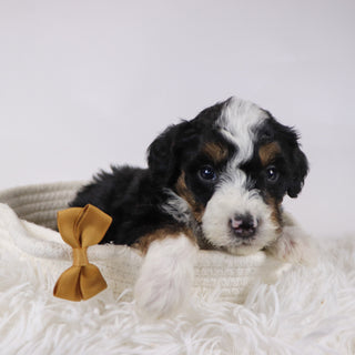 Winston - Available 12/17