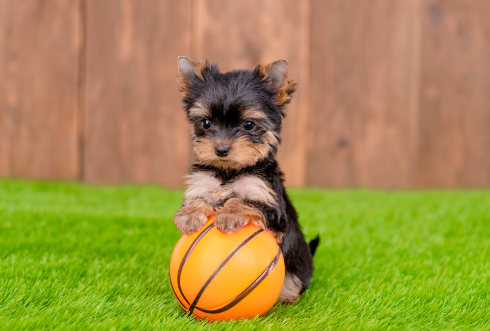 puppies for sale in dobson